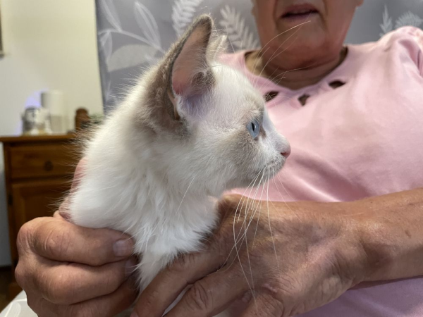 A-male-bi-colour-blue-pedigree-ragdoll-kitten-named-Gigolo - image-4