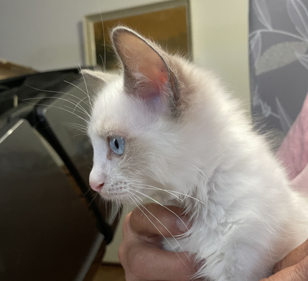 A-male-bi-colour-blue-pedigree-ragdoll-kitten-named-Gigolo - image-5