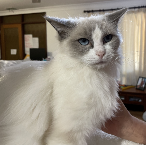 Champagne-Diamond - a bi-colour blue-point-ragdoll-cat-March-10-2025-image-10