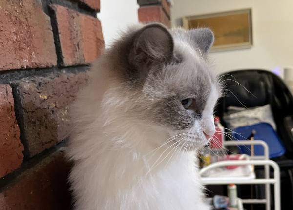 Champagne-Diamond - a bi-colour blue-point-ragdoll-cat-March-10-2025-image-9