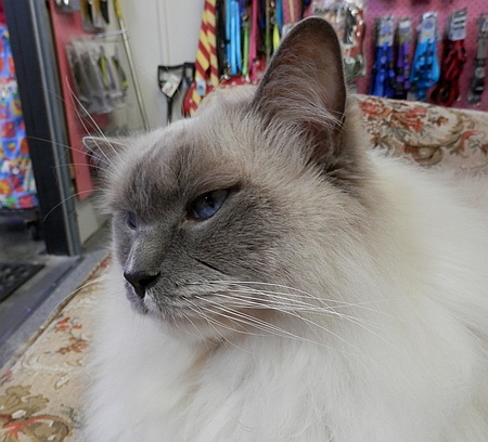Sir Harry – A male Blue Point ragdoll cat Sir Harry - A male Blue Point ragdoll cat