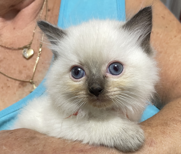 A-Seal-Point-male-Ragdoll-kitten-named-Bestmate-Seal-Apr-2025-image-1