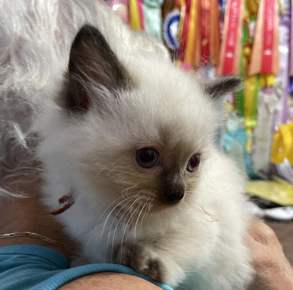 A-Seal-Point-male-Ragdoll-kitten-named-Bestmate-Seal-Apr-2025-image-2