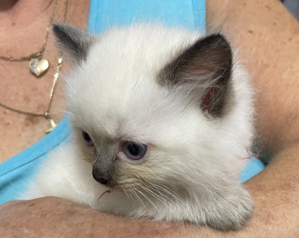 A-Seal-Point-male-Ragdoll-kitten-named-Bestmate-Seal-Apr-2025-image-3