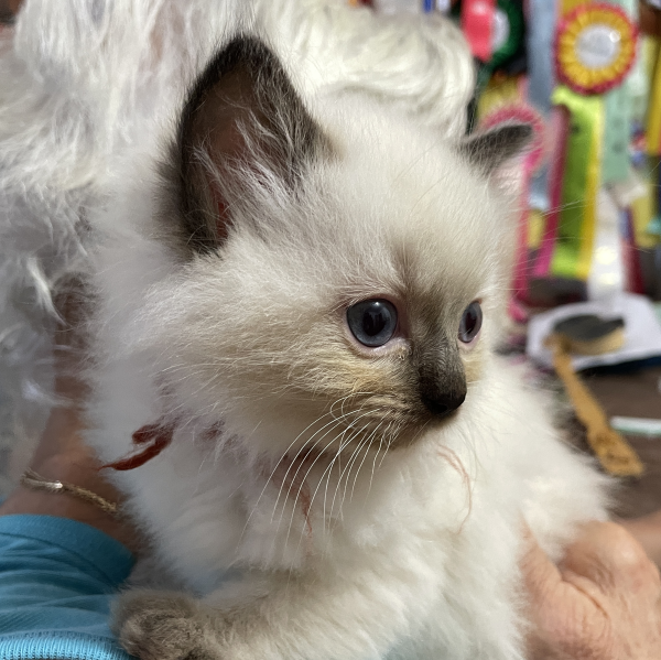 A-Seal-Point-male-Ragdoll-kitten-named-Bestmate-Seal-Apr-2025-image-4