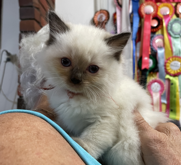 A-Seal-Point-male-Ragdoll-kitten-named-Bestmate-Seal-Apr-2025-image-6