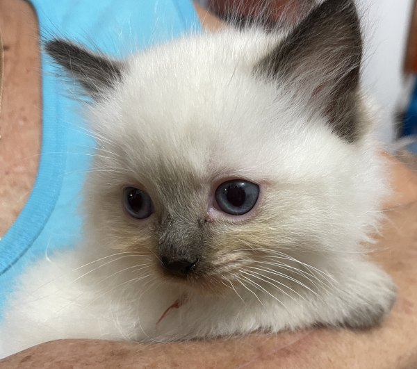 A-Seal-Point-male-Ragdoll-kitten-named-Bestmate-Seal-Apr-2025-image-7