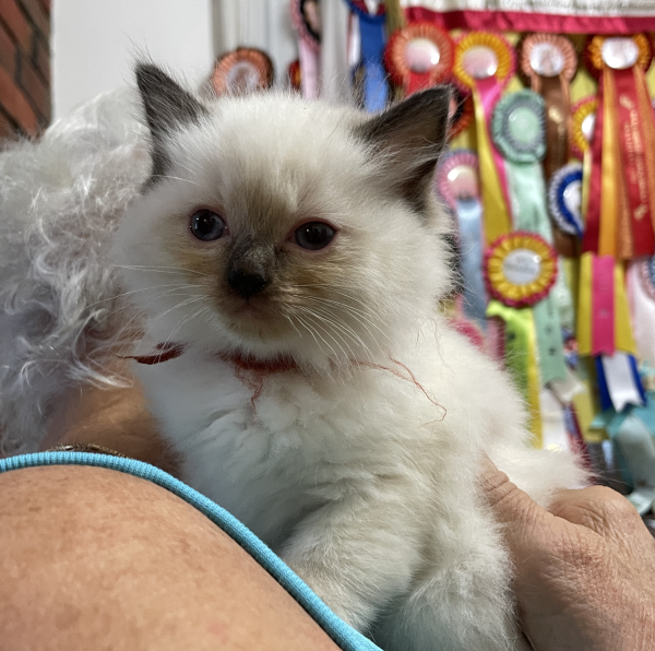 A-Seal-Point-male-Ragdoll-kitten-named-Bestmate-Seal-Apr-2025-image-8