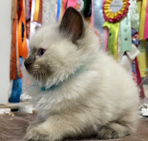 A-Seal-Point-male-Ragdoll-kitten-named-Good-Looking-Apr-2025-image-1