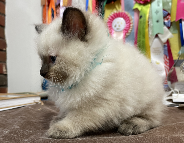A-Seal-Point-male-Ragdoll-kitten-named-Good-Looking-Apr-2025-image-2