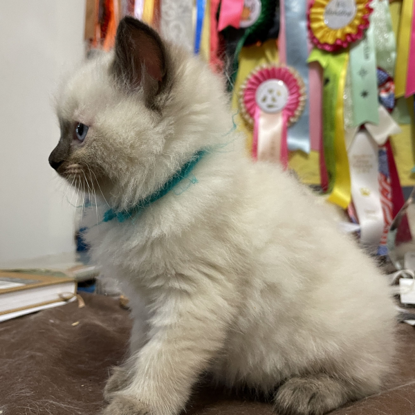 A-Seal-Point-male-Ragdoll-kitten-named-Good-Looking-Apr-2025-image-3