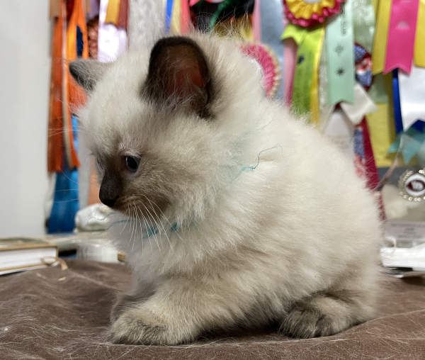 A-Seal-Point-male-Ragdoll-kitten-named-Good-Looking-Apr-2025-image-4