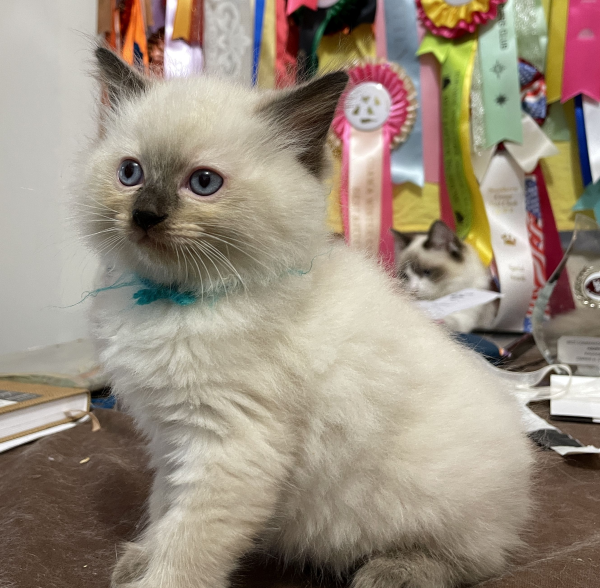 A-Seal-Point-male-Ragdoll-kitten-named-Good-Looking-Apr-2025-image-5