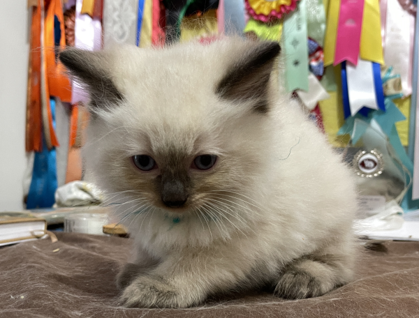 A-Seal-Point-male-Ragdoll-kitten-named-Good-Looking-Apr-2025-image-6