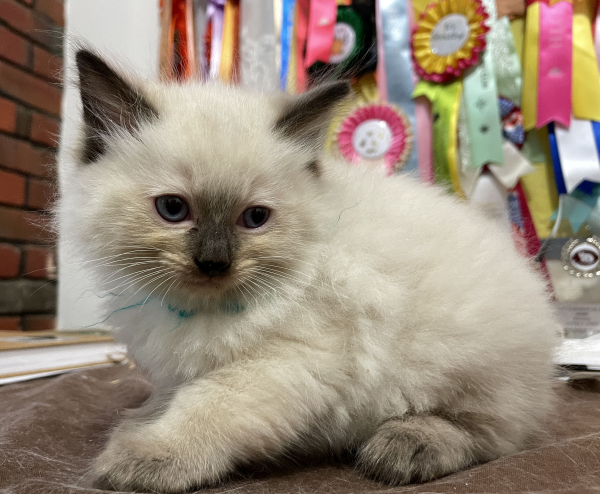 A-Seal-Point-male-Ragdoll-kitten-named-Good-Looking-Apr-2025-image-7