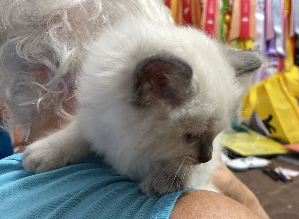 A-female-Blue-Point-Ragdoll-kitten-named-Chocolates-Fancy-image-10-April-13-2025