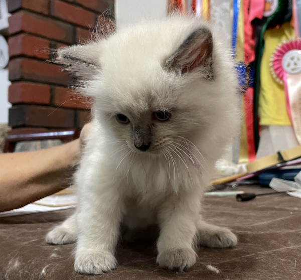 A-female-Blue-Point-Ragdoll-kitten-named-Chocolates-Fancy-image-2-April-13-2025