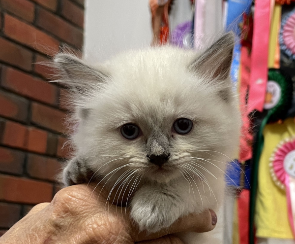 A-female-Blue-Point-Ragdoll-kitten-named-Chocolates-Fancy-image-3-April-13-2025