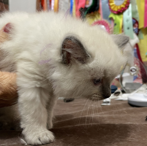 A-female-Blue-Point-Ragdoll-kitten-named-Chocolates-Fancy-image-4-April-13-2025