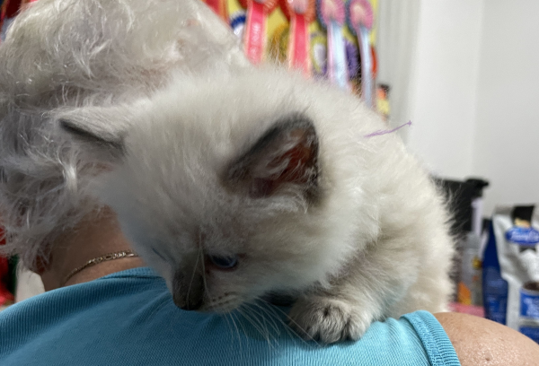 A-female-Blue-Point-Ragdoll-kitten-named-Chocolates-Fancy-image-5-April-13-2025