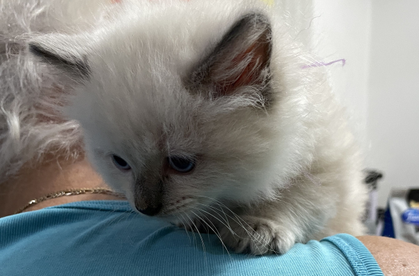 A-female-Blue-Point-Ragdoll-kitten-named-Chocolates-Fancy-image-6-April-13-2025