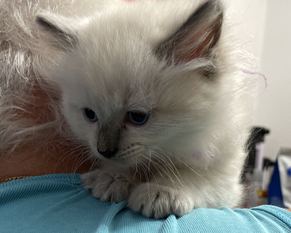 A-female-Blue-Point-Ragdoll-kitten-named-Chocolates-Fancy-image-7-April-13-2025