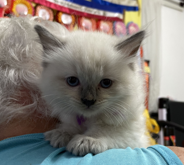 A-female-Blue-Point-Ragdoll-kitten-named-Chocolates-Fancy-image-8-April-13-2025