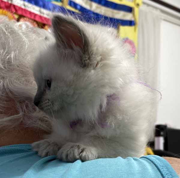 A-female-Blue-Point-Ragdoll-kitten-named-Chocolates-Fancy-image-9-April-13-2025