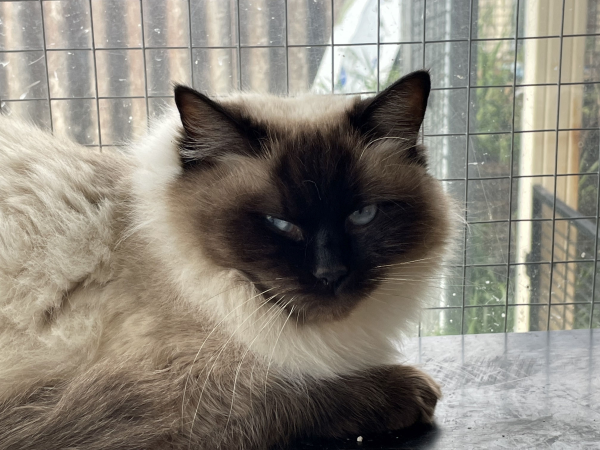 Chocolate-a-female-Pedigree-Seal-Point-Ragdoll-cat-image-4 Chocolate-a-female-Pedigree-Seal-Point-Ragdoll-cat-image-4