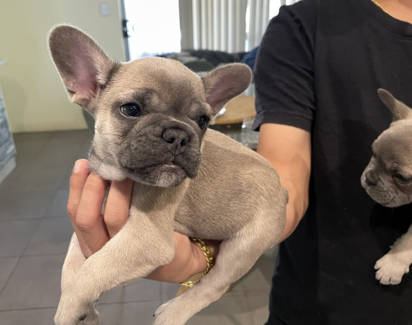 Peach-a-female-French-Bulldog-puppy-Apr-2025-image-10