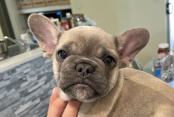 Peach-a-female-French-Bulldog-puppy-Apr-2025-image-14
