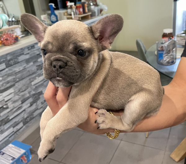 Peach-a-female-French-Bulldog-puppy-Apr-2025-image-15