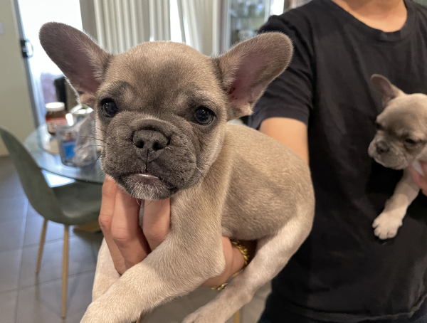 Peach-a-female-French-Bulldog-puppy-Apr-2025-image-3