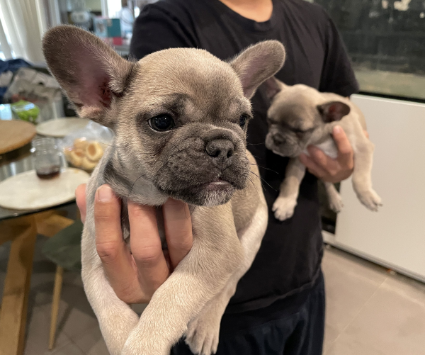 Peach-a-female-French-Bulldog-puppy-Apr-2025-image-4