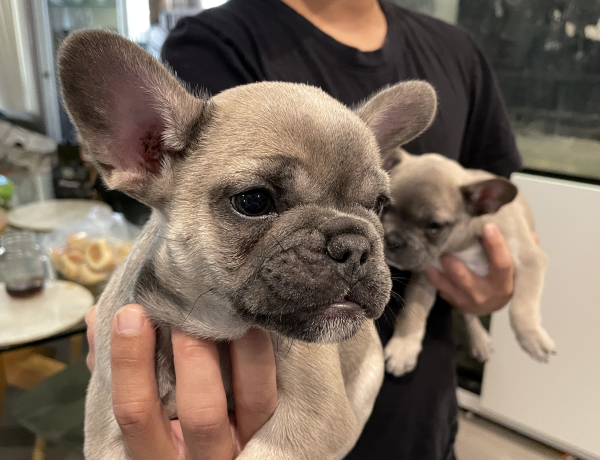 Peach-a-female-French-Bulldog-puppy-Apr-2025-image-5