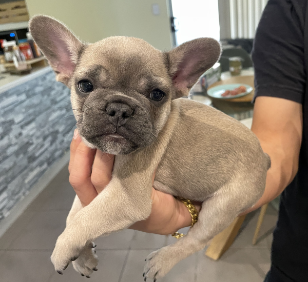 Peach-a-female-French-Bulldog-puppy-Apr-2025-image-8