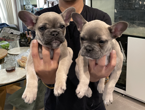 Peach-and-Pickles-female-French-Bulldog-pups-Apr-2025-image-3