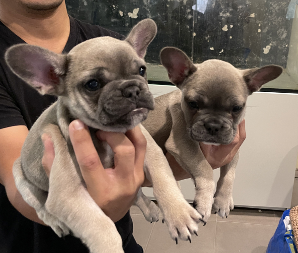 Peach-and-Pickles-female-French-Bulldog-pups-Apr-2025-image-4 Peach-and-Pickles-female-French-Bulldog-pups-Apr-2025-image-4