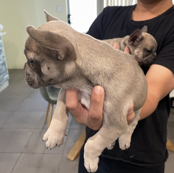 Pickles-a-female-French-Bulldog-puppy-Apr-2025-image-10