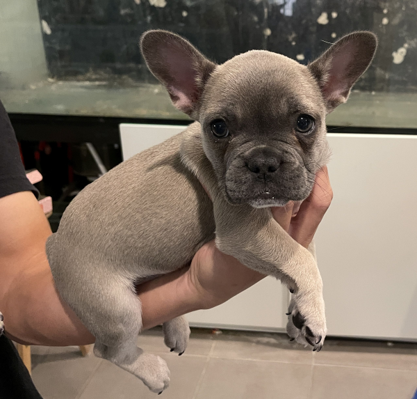 Pickles-a-female-French-Bulldog-puppy-Apr-2025-image-14