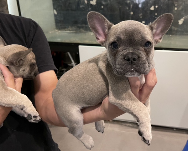 Pickles-a-female-French-Bulldog-puppy-Apr-2025-image-15