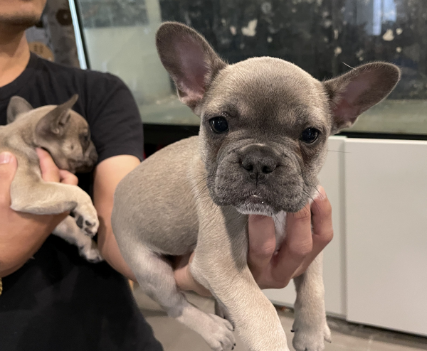 Pickles-a-female-French-Bulldog-puppy-Apr-2025-image-2