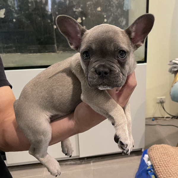 Pickles-a-female-French-Bulldog-puppy-Apr-2025-image-25