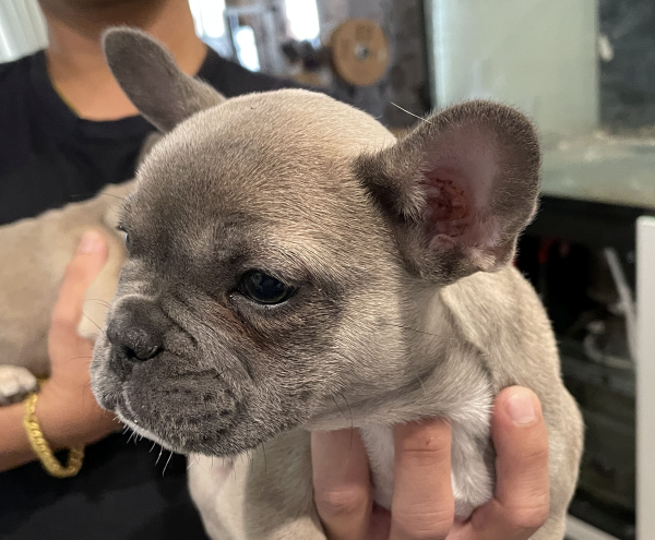 Pickles-a-female-French-Bulldog-puppy-Apr-2025-image-4
