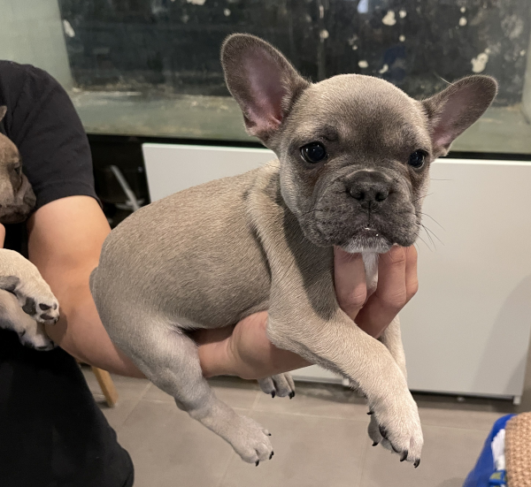 Pickles-a-female-French-Bulldog-puppy-Apr-2025-image-5