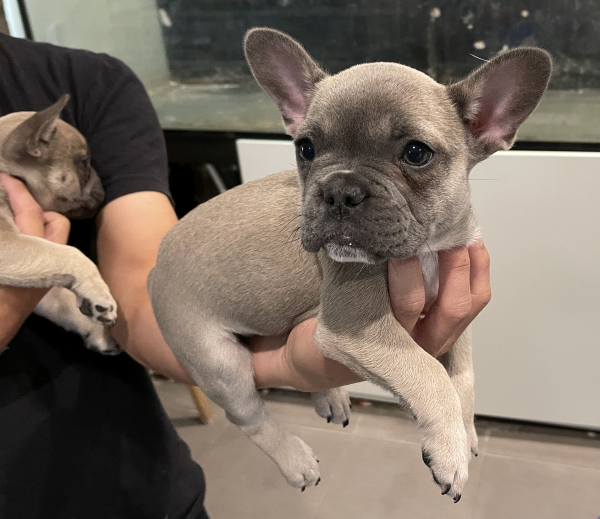 Pickles-a-female-French-Bulldog-puppy-Apr-2025-image-7