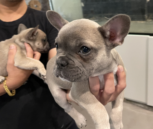 Pickles-a-female-French-Bulldog-puppy-Apr-2025-image-8