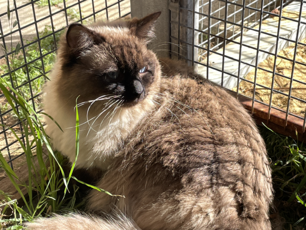 The-Duke-a-pedigree-male-Ragdoll-Seal-Point-cat The-Duke-a-pedigree-male-Ragdoll-Seal-Point-cat