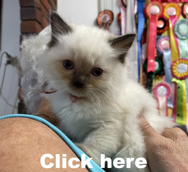 A-Seal-Point-male-Ragdoll-kitten-named-Bestmate-Seal-Apr-2025-image 6