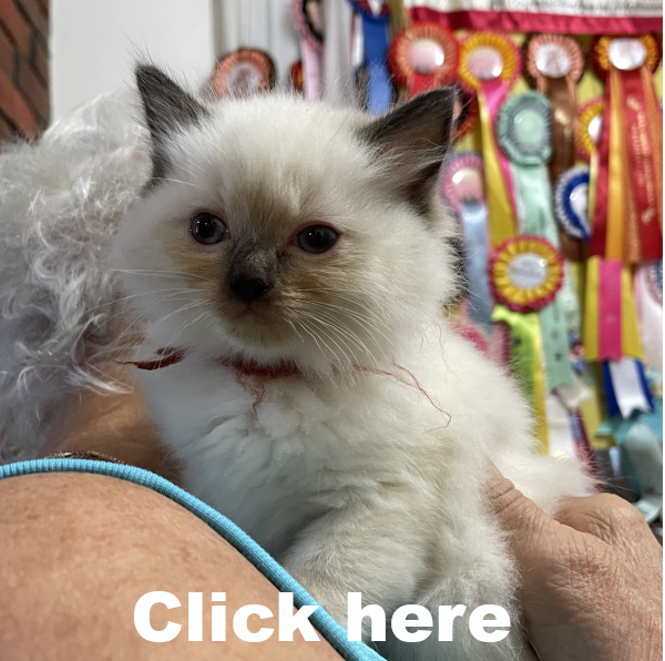 A-Seal-Point-male-Ragdoll-kitten-named-Bestmate-Seal-Apr-2025 image-8